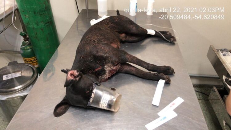 Na Capital, dono de Pit Bull é multado em R$ 1,5 mil por cão atacar guarda e outros cães