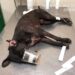 Na Capital, dono de Pit Bull é multado em R$ 1,5 mil por cão atacar guarda e outros cães