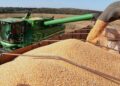 Colheita da soja entra na reta final e plantio do milho passa dos 90% em Mato Grosso do Sul