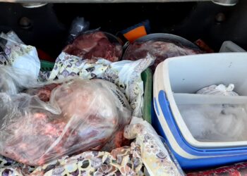 Pai e filho são presos por matar e furtar 100kg de carne de vaca em chácara no interior