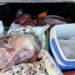 Pai e filho são presos por matar e furtar 100kg de carne de vaca em chácara no interior