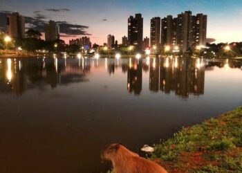 Mais um lindo flagra de internauta da nossa Capivara no Parque das Nações Indígenas