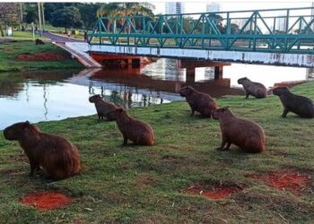 Exemplo: Capivaras dando aula de distanciamento social na Capital
