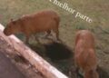 Quer capivara? Então “tome” capivara! Vídeo da leitora e veterinária Bianca