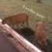 Quer capivara? Então “tome” capivara! Vídeo da leitora e veterinária Bianca