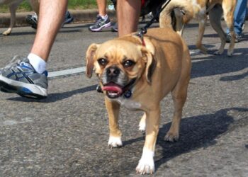 Residencial da Capital promove sua 1ª Cãominhada em simbolismo ao Abril Laranja