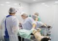 Prefeitura colocar para funcionar primeira unidade para castrar cães em Campo Grande