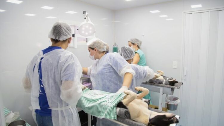 Prefeitura colocar para funcionar primeira unidade para castrar cães em Campo Grande