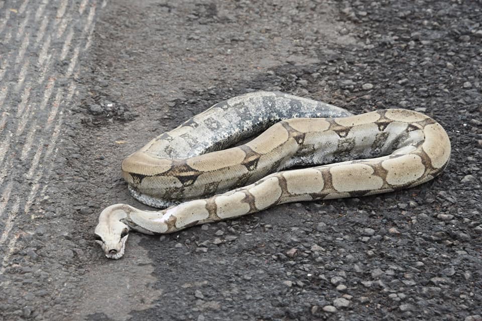 Post de fotógrafo retoma problema antigo, porém novo: atropelamento de animais