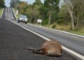 Post de fotógrafo retoma problema antigo, porém novo: atropelamento de animais