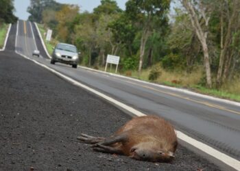 Post de fotógrafo retoma problema antigo, porém novo: atropelamento de animais