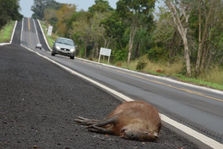 Post de fotógrafo retoma problema antigo, porém novo: atropelamento de animais