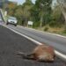Post de fotógrafo retoma problema antigo, porém novo: atropelamento de animais