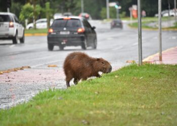 Capivara molhada correndo da chuva é o click do fotógrafo Valentin Manieri