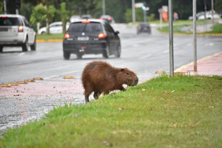 Capivara molhada correndo da chuva é o click do fotógrafo Valentin Manieri