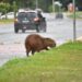 Capivara molhada correndo da chuva é o click do fotógrafo Valentin Manieri