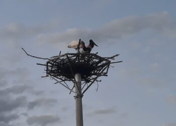 Tuiuiús adotam ninho artificial às margens da BR-262, no Pantanal