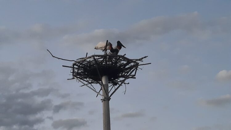 Tuiuiús adotam ninho artificial às margens da BR-262, no Pantanal