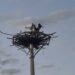 Tuiuiús adotam ninho artificial às margens da BR-262, no Pantanal