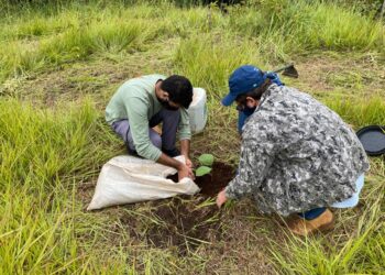 Instituto faz plantio e manutenção de mudas na nascente do Rio Miranda