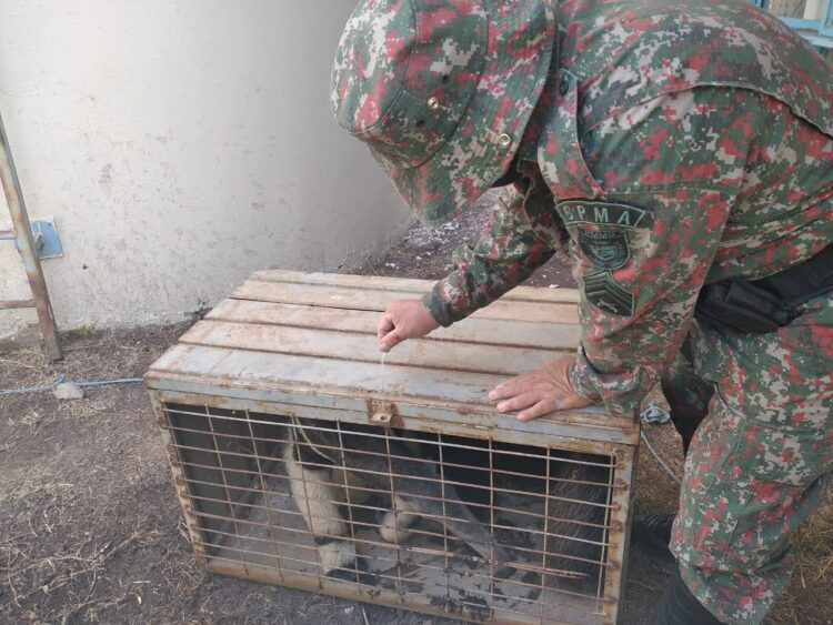 Tamanduá e jacaré são resgatados em “créche” e casa no Centro de município em MS