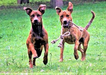 MS vai receber projeto piloto de encoleiramento em massa de cães para combater leishmaniose