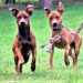 MS vai receber projeto piloto de encoleiramento em massa de cães para combater leishmaniose