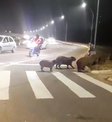 Leitor filma capivaras em meio ao trânsito intenso próximo à vacinação contra Covid-19