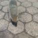 Leitor registra algazarra de quatis no Parque dos Poderes na Capital