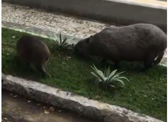 Capivaras da Barra da Tijuca no RJ mandam um “Alô” para as do MS no vídeo do leitor Fernando