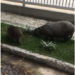 Capivaras da Barra da Tijuca no RJ mandam um “Alô” para as do MS no vídeo do leitor Fernando