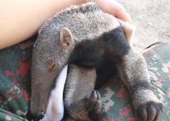 Tamanduá filhote agarrado nas costas da mãe morta atropelada é resgatado pela PMA