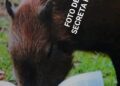 Site Capivara News no Ar novamente com a imagem de Denilson Secreta