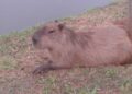 “Uma capivara em paz, não quer guerra com ninguém!” Flagra de Percival Gomes