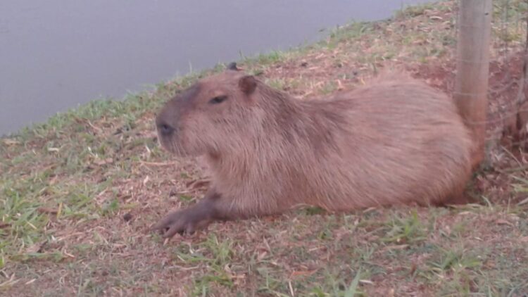 “Uma capivara em paz, não quer guerra com ninguém!” Flagra de Percival Gomes