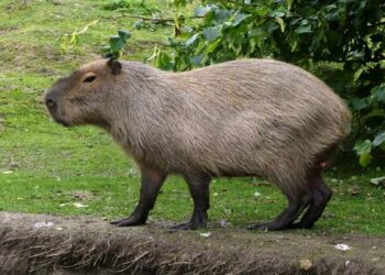 Caso isolado de febre maculosa foi em MG, o último e único em MS foi em 2018