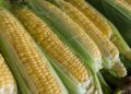 Segunda-feira, Dia Nacional do Milho: MS é o quarto maior produtor nacional do grão