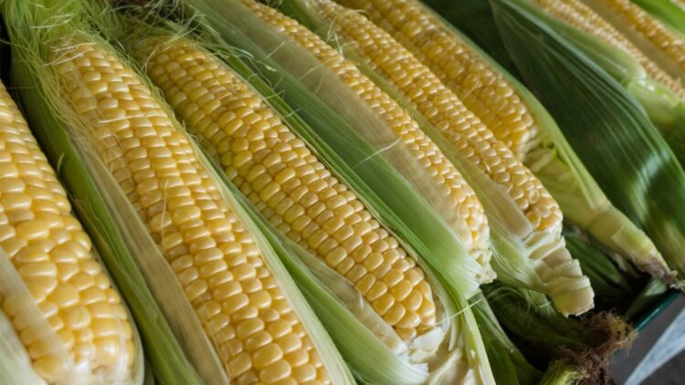 Segunda-feira, Dia Nacional do Milho: MS é o quarto maior produtor nacional do grão