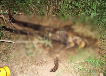 Morador encontra ossada humana ao lado de cerca em propriedade rural