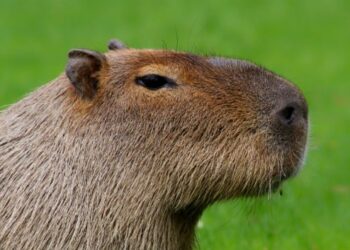 Governo sanciona lei que define as normas para proteção da fauna de MS