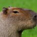 Governo sanciona lei que define as normas para proteção da fauna de MS