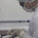 Câmara aprova produção da vacina pela indústria veterinária