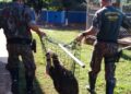 Tamanduá ferido é resgatado pela PMA em pátio de escola e solto em seu habitat