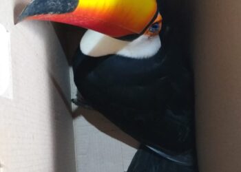 Tucano é capturado dentro de residência e reintroduzido na natureza pela PMA