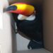 Tucano é capturado dentro de residência e reintroduzido na natureza pela PMA