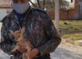Veadinho perdido em área de mata de condomínio é resgatado pela polícia