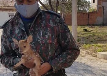 Veadinho perdido em área de mata de condomínio é resgatado pela polícia