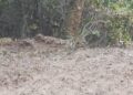 Empresa imobiliária é multada em R$ 10 mil por derrubar mata do Lago da Usina