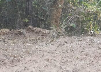 Empresa imobiliária é multada em R$ 10 mil por derrubar mata do Lago da Usina