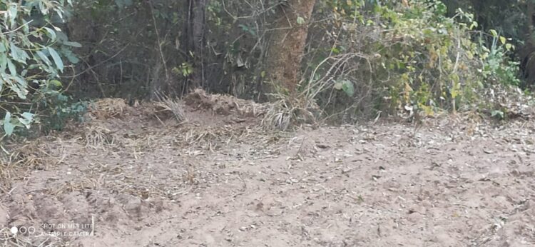 Empresa imobiliária é multada em R$ 10 mil por derrubar mata do Lago da Usina